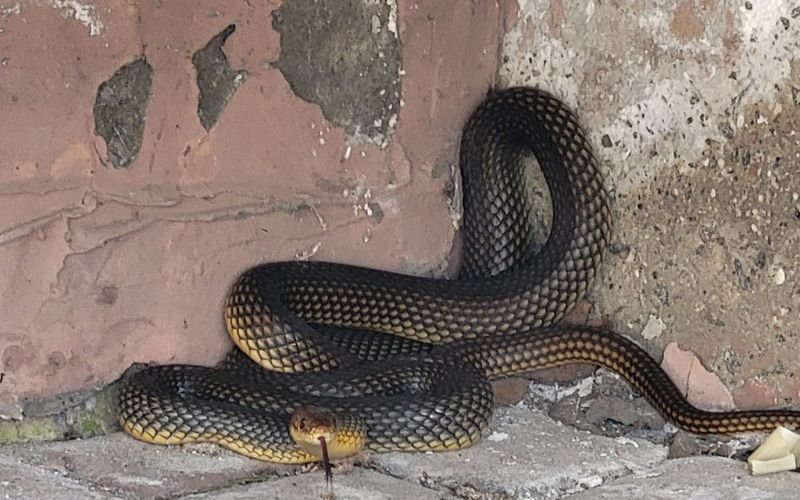 застрашен вид змия пропълзя жилищна сграда одеса ухапа директора местния зоопарк снимки