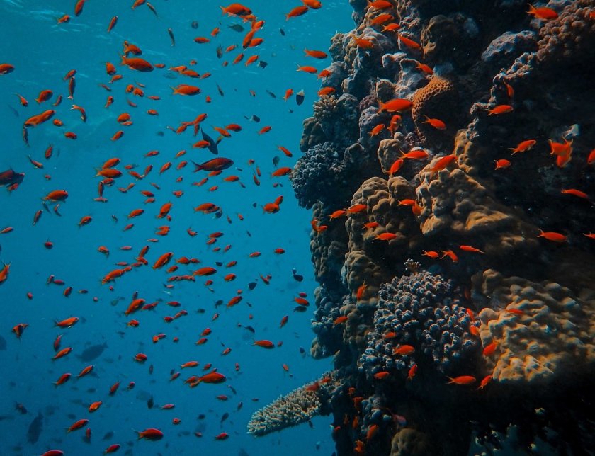 зоопарк нидерландия изгражда коралов ноев ковчег опази застрашените рифове