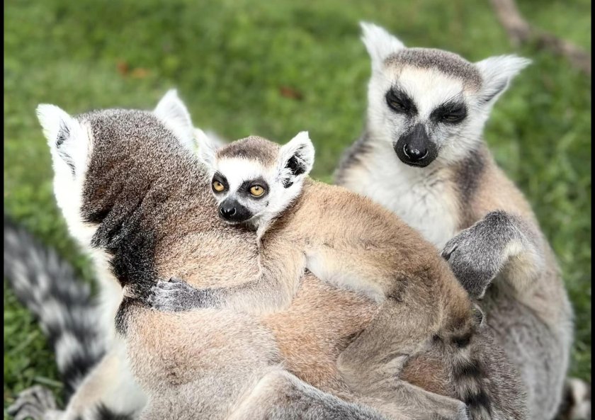 бургаският зоопарк похвали бейби бум снимки