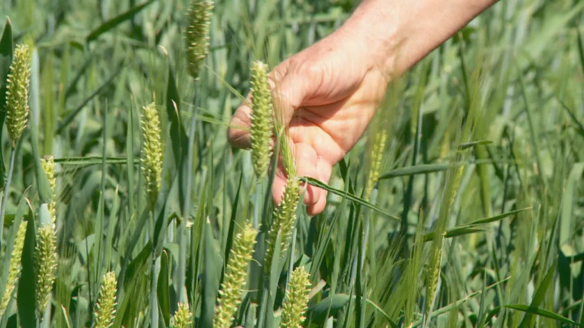 По-ниска реколта пшеница заради високите температури?