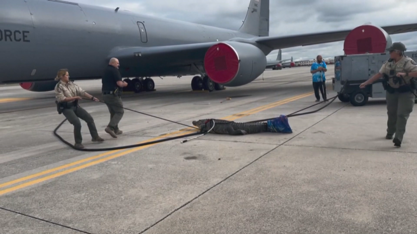 Снимка: Алигатор посети военна база във Флорида