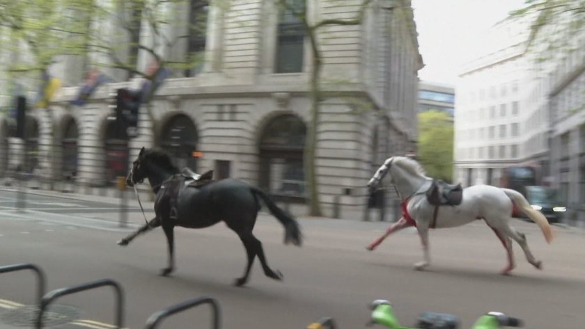 Подплашени коне галопираха в центъра на Лондон (ВИДЕО)