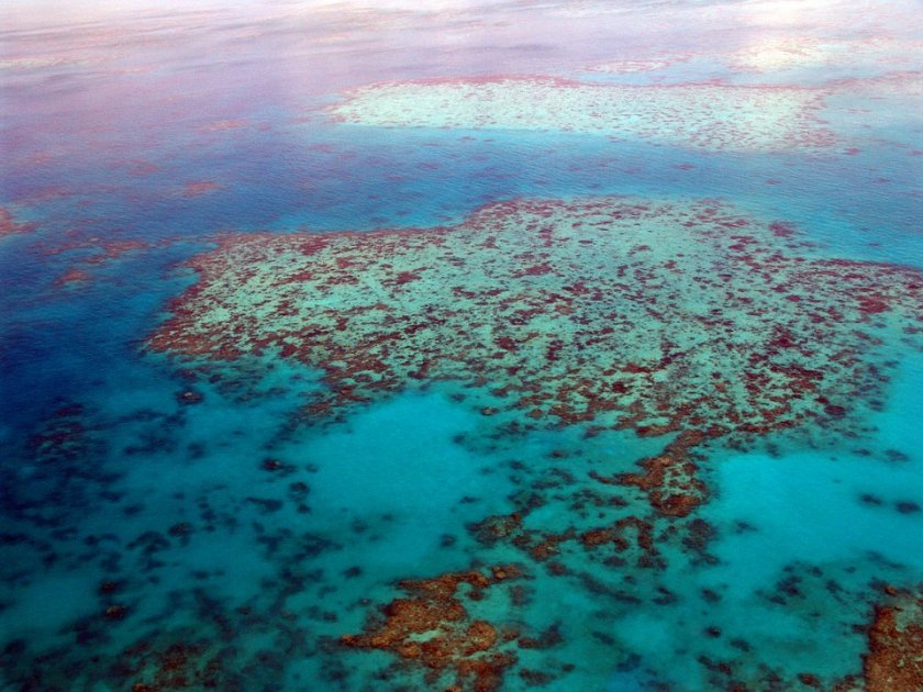 големият бариерен риф изгубил половината корали