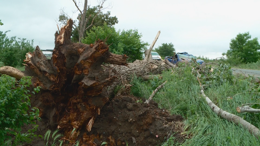 Изтеглиха колата на шофьора, оцелял по чудо, след като дърво падна върху автомобила му