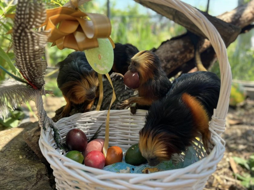 Бургаският зоопарк раздаде великденски яйца на част от обитателите си.Златоглавите