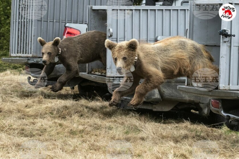 Трите спасени мечета миналата година са върнати отново в дивата