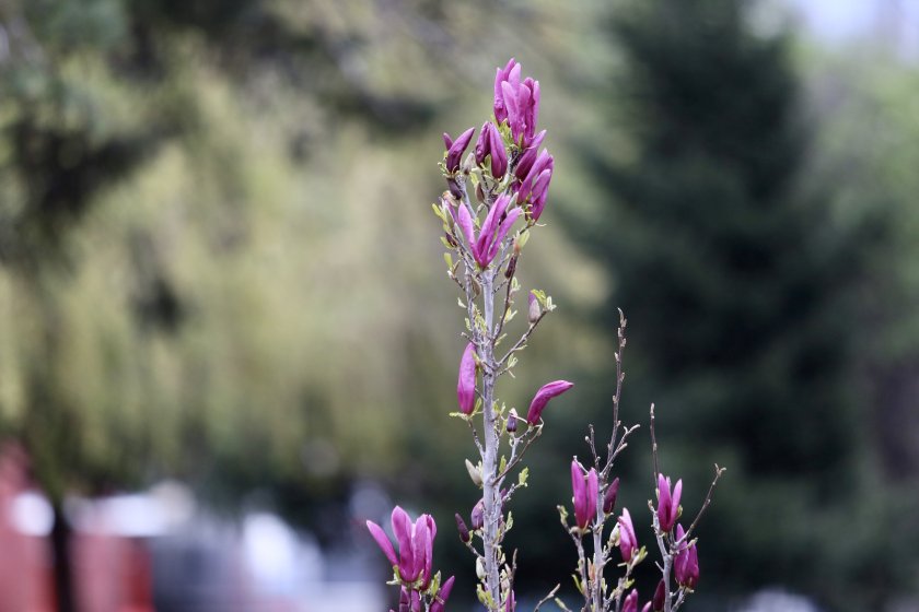 Постепенно захлаждане в близките дни