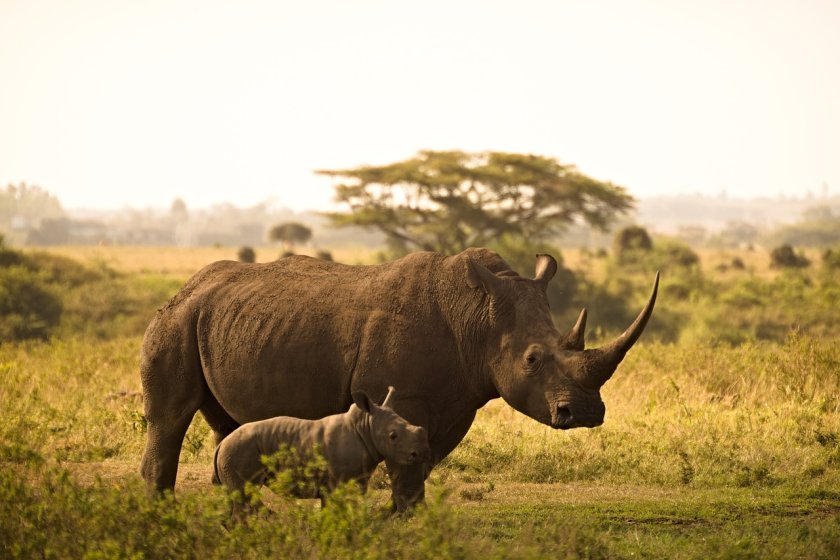 бели носорога върнати дивата природа южна африка
