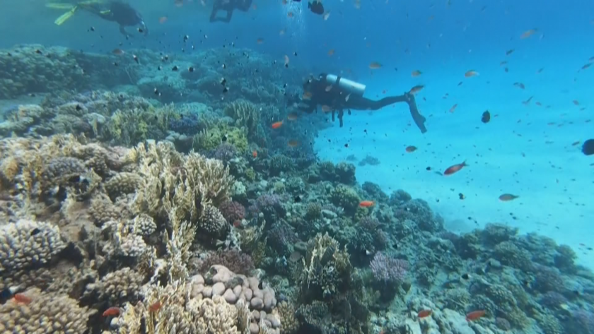 Масовият епизод на избелване на коралите по света, причинен от