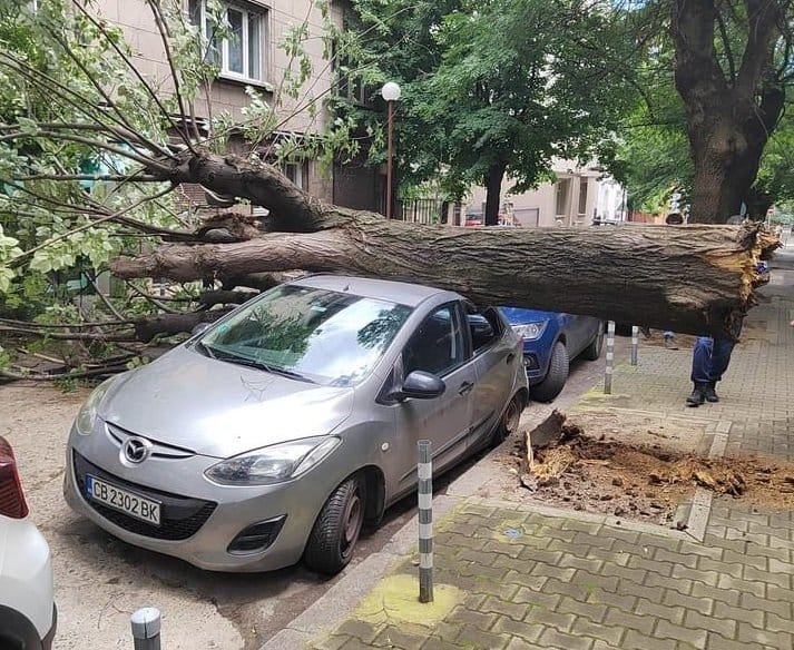 Дърво падна върху кола до Пето РУ в София (СНИМКИ)