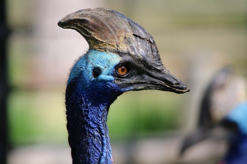 страховита птица динозавър австралия застрашена изчезване
