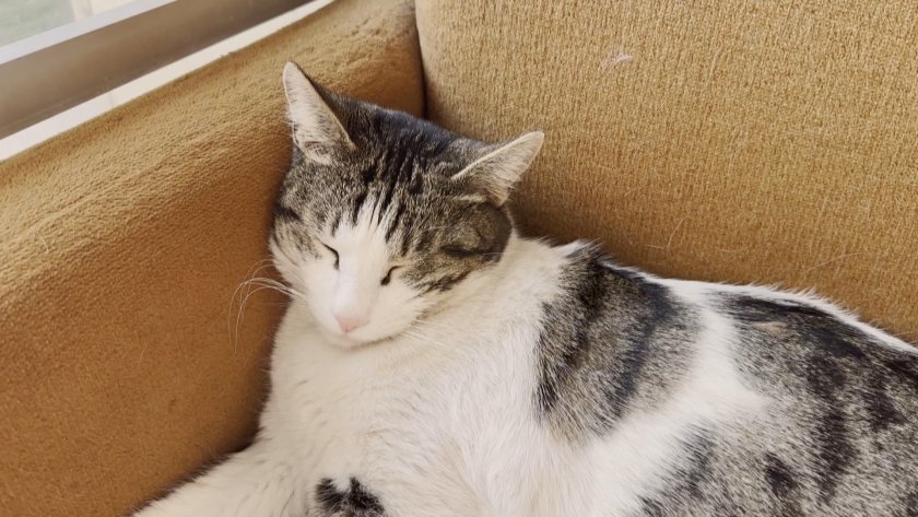 Котаракът Георги от пловдивската библиотека Иван Вазов“ вече е толкова