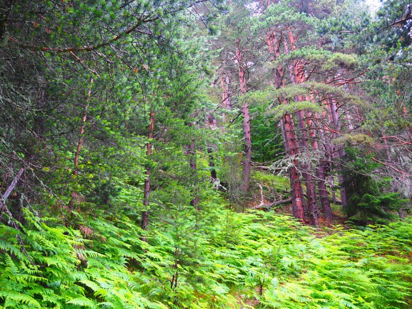 Български турист е намерен мъртъв, след като се е изгубил