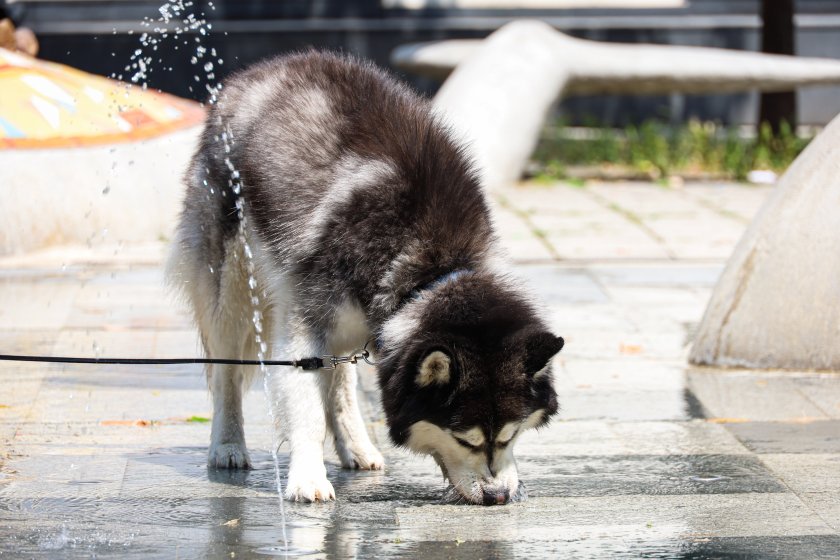 В по-голямата част от страната максималните температури ще бъдат между