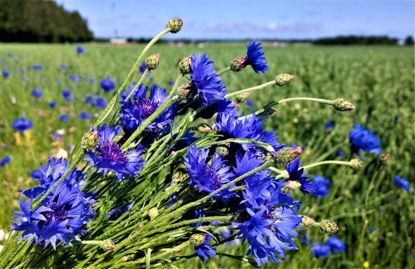 bulgaria celebrates day healing herbs midsummer day