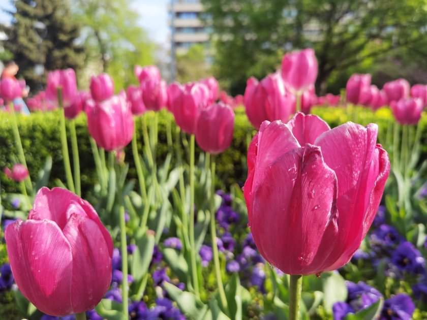 Температури от 35 до 39 градуса през следващите дни