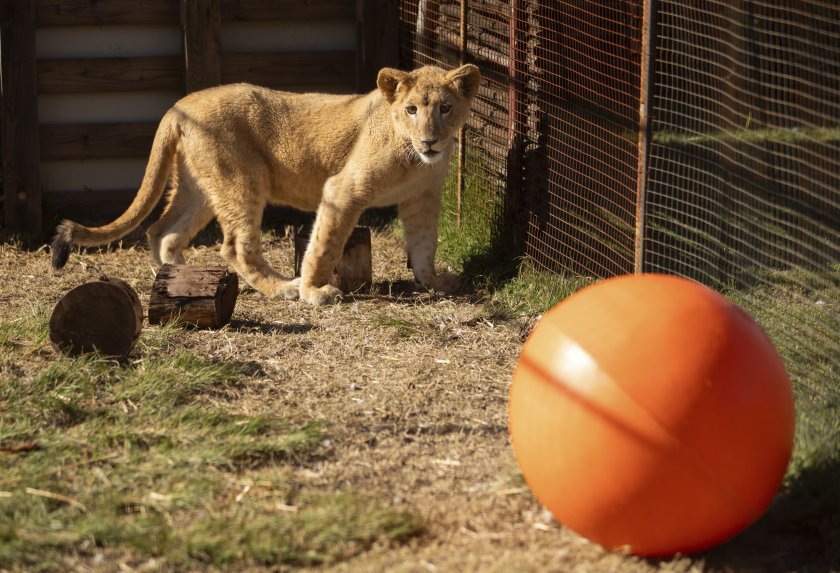 Спасено в Ливан лъвче се адаптира в новия си дом в Южна Африка (СНИМКИ)