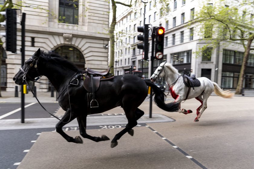 втори случай избягали кавалерийски коне центъра лондон