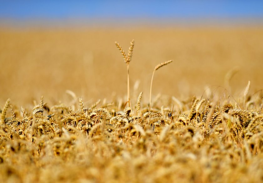 Слаба реколта от жито отчитат зърнопроизводителите в Южна България