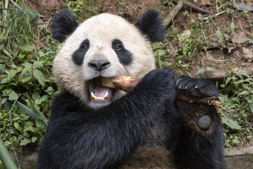 двойка панди китай приспособява добре новия дом зоопарка сан диего