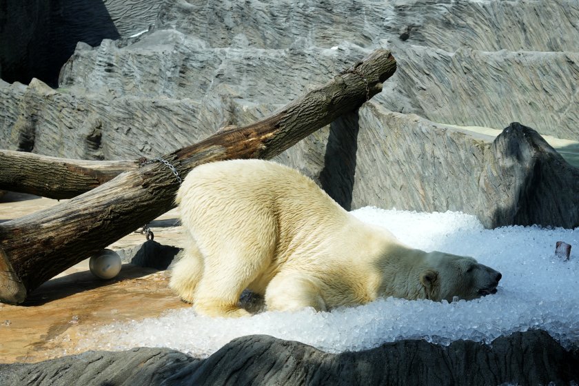 Как полярна мечка в зоопарк в Прага "оцелява" в жегата (СНИМКИ)