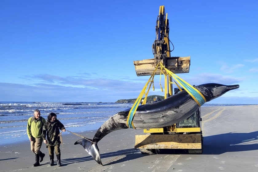 редкият кит света изхвърлен плаж нова зеландия