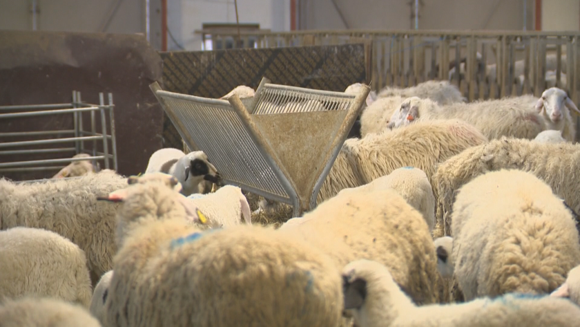 Животновъдите, които пострадаха от последните големи пожари в Хасковска област,