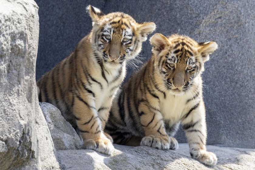 две амурски тигърчета дебютираха публика зоопарка кьолн