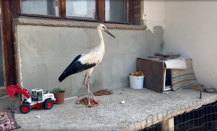 92-годишната баба Мария от село Овощник спаси щъркелче след вчерашната