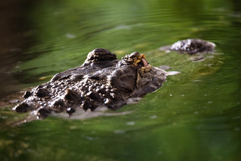 Откриха крокодил в столичния квартал Ботунец, съобщиха от Столичната община.