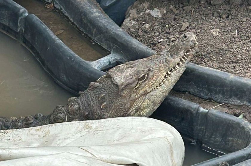 crocodile found sofia 39s botunets residential quarter updated