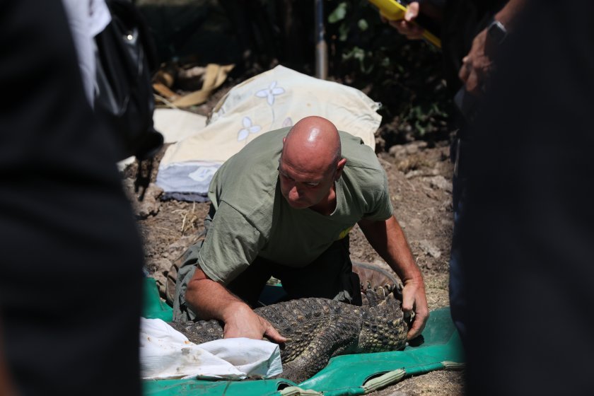 crocodile discovered pool botunets quarter moved zoo sofia