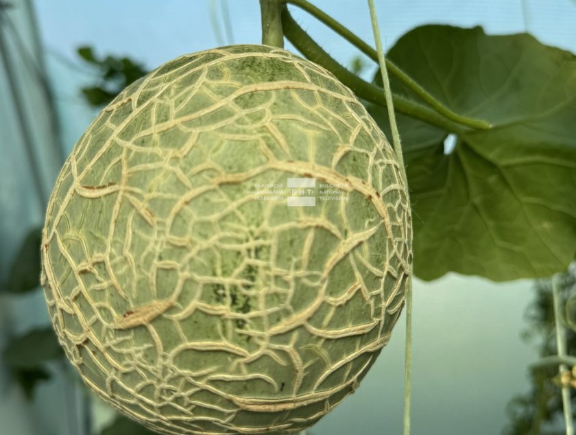 Онлайн търг за покупката на японски кралски пъпеш, отглеждан за