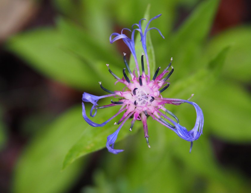Новата седмица ще започне със слънчево време, а максималните температурите