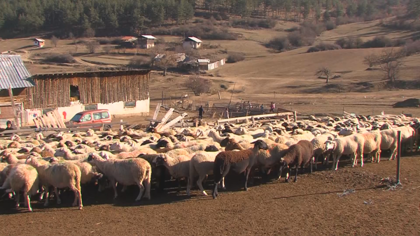 Допълнителните 315 проби, взети от 105 овце в засегнато стопанство