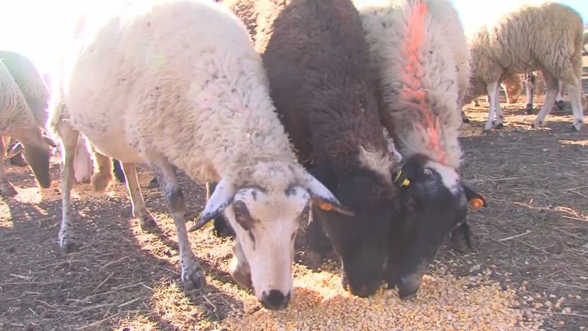 Протести от рано сутринта на животновъди от Велинград и региона.Фермерите