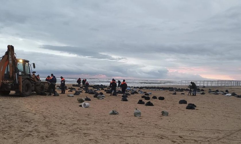 Мъртви делфини и птици в Черно море след петролния разлив в Керченския проток