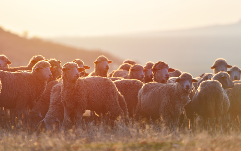 Огнище на шарка по дребните преживни животни е регистрирано в