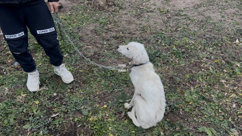 от старозагорското село Конаре. То е намерено със синджир, на