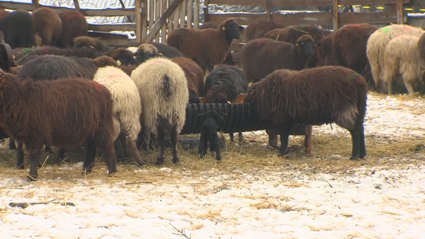 Фермери блокираха главния път Карнобат-Шумен, с искане институциите да вземат