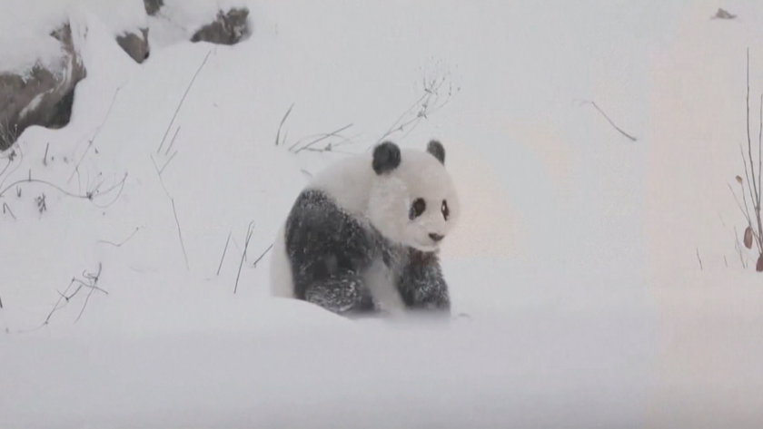 Вашингтон е в плен на снежна буря, но тя зарадва