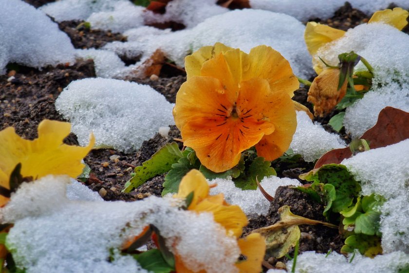 Облачно и студено ще е времето и днес, на отделни