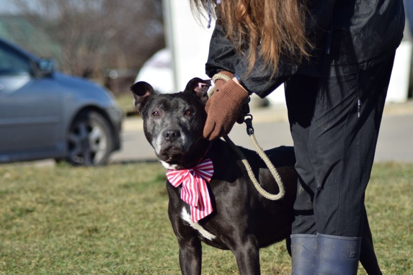 Условията в общинския приют в Горни Богров са нехуманни -