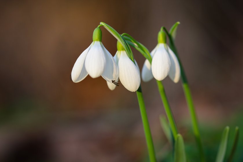 Днес над Западна и Централна България ще преобладава слънчево време,