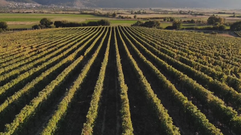 Хроничен недостиг на кадри във винарския сектор, отчитат производители от