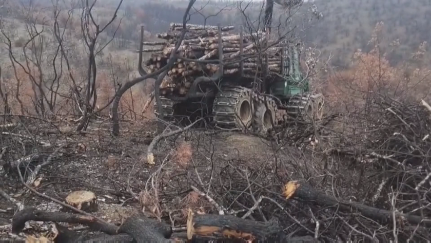Половин година след , който опустоши стотици декари гори и