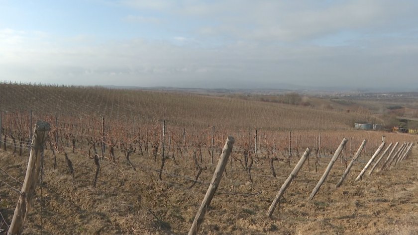 Спад при продажбите на българско вино на външния пазар. За