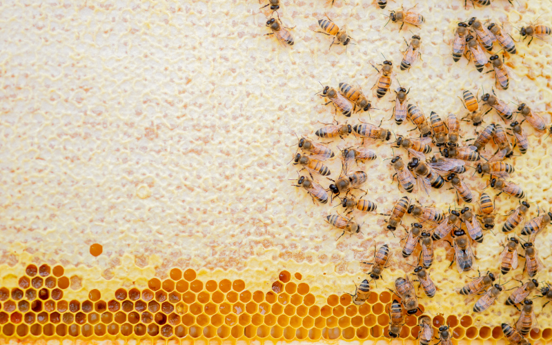 Пчеларите от района на Добруджа излизат на протест срещу изграждането