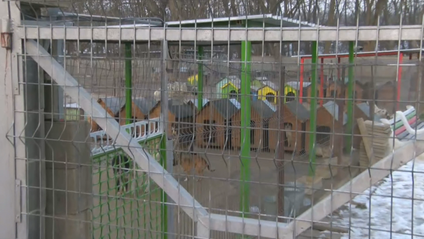 Агресия без причина: Пребиха директора на Общинския приют за животни в Казанлък