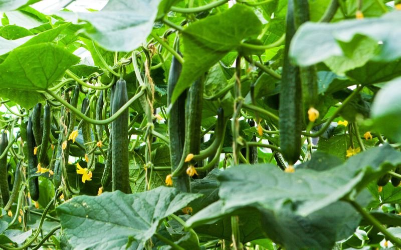 След двата бойкота срещу хранителните вериги у нас и високите